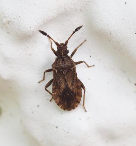 Réf. 229 175 : Strobilotoma typhaecornis